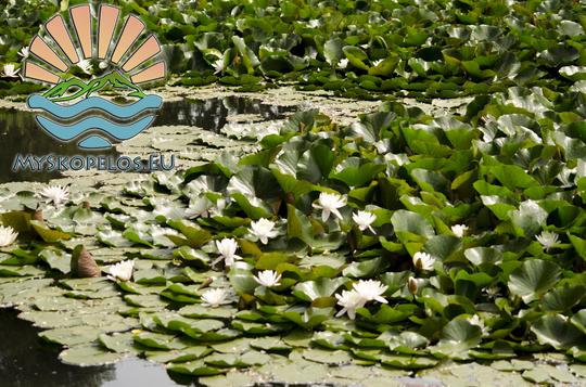 Water Lilies, Moutero Area, Skopelos