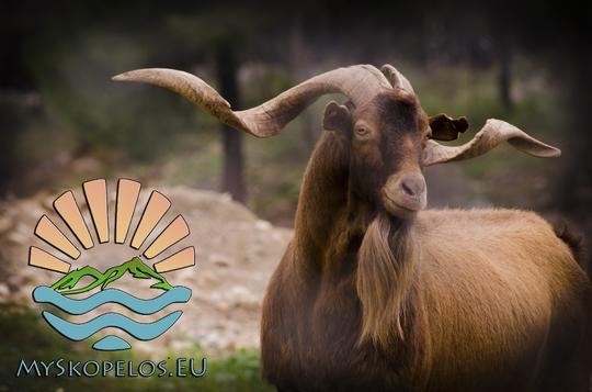 Goat, Helicodromio Area, Skopelos